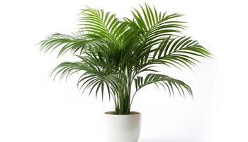 ai gegenereerd een weelderig areca palm in een pot geïsoleerd, wit achtergrond foto