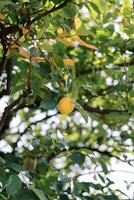 oranje kaki blijft hangen Aan een Afdeling tussen de bladeren van een boom begin naar beurt geel in de tuin foto
