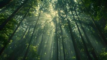 ai gegenereerd zonlicht filteren door Woud bomen in een natuurlijk landschap foto