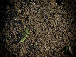 donkere aardetextuur in de tuin foto