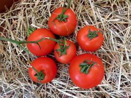 tomaten in de tuin foto