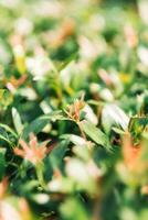 een levendig, dichtbij omhoog fotograaf vastleggen de vers groen bladeren en zacht rood tips van een bloeiend struik, ideaal voor een sereen en natuurlijk achtergrond. foto