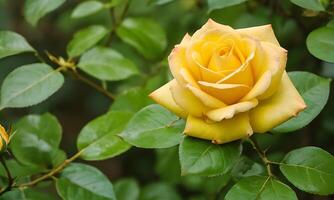 ai gegenereerd geel rozen mooi visie, detailopname geel roos bloem tuin rozen geschenk foto