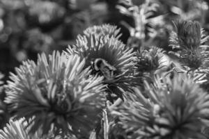 mooi wild bloem gevleugeld bij Aan achtergrond gebladerte weide foto