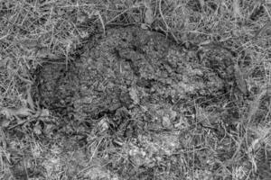 fotografie Aan thema vers koe mest leugens Aan mest dier boerderij foto