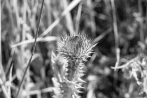 mooi groeit bloem wortel klit distel Aan achtergrond weide foto