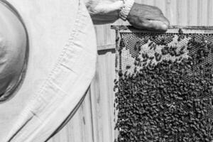 gevleugelde bij vliegt langzaam naar imker en verzamelt nectar op privé bijenstal foto