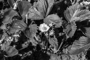 fotografie Aan thema mooi BES Afdeling aardbei struik met natuurlijk bladeren foto