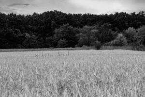 fotografie Aan thema groot tarwe boerderij veld- voor biologisch oogst foto