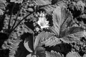 fotografie Aan thema mooi BES Afdeling aardbei struik met natuurlijk bladeren foto