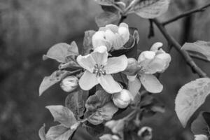 fotografie Aan thema mooi fruit Afdeling appel boom met natuurlijk bladeren onder schoon lucht foto