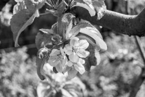 fotografie Aan thema mooi fruit Afdeling appel boom met natuurlijk bladeren onder schoon lucht foto