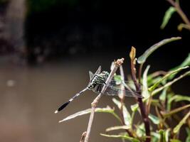 libellen landen Aan bladeren naast een klein rivier- in een boer veld- foto