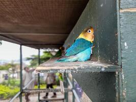 focus Aan een klein papegaai aan het eten haar voedsel in de kooi foto