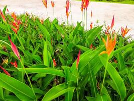 mooi bloem in de tuin met roodachtig geel bloem schiet foto