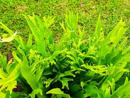 microsorum punctatum of bekend net zo tanduk rusa bloem is een van de exotisch varens voor sier- planten in Indonesië foto