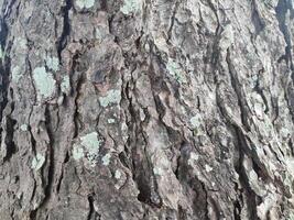 de schors patroon is de naadloos structuur van de boom. voor achtergrond hout werk, bruin hardhout schors foto
