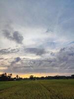 atmosfeer van rijst- velden in de middag en zonsondergang foto