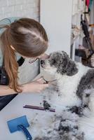 glimlachende vrouw die bichon frise-hond in salon verzorgt foto