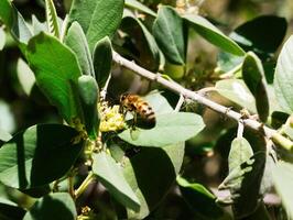 bij zittend Aan blad bijeenkomst stuifmeel van geel bloem foto