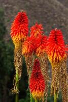 rood oranje en geel bloemen Peru zuiden Amerika foto