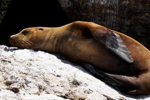 eenzaam zee leeuw slapen Aan rots Monterey baai Californië foto