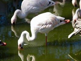 flamingo voeden staand in water met reflectie foto