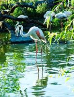 grotendeels wit flamingo vogel staand in vijver buitenshuis foto