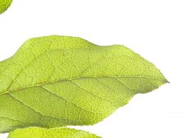 detailopname van aderen Aan groen blad wit achtergrond foto