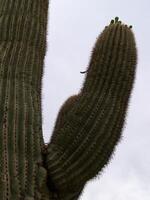 detail van saguaro cactus fabriek romp en Afdeling foto