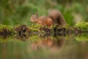 rode eekhoorn met reflectie foto