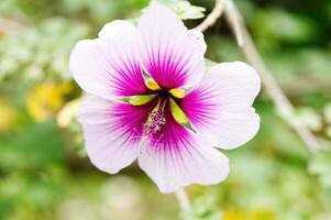 strak schot van Purper en wit bloem met groen achtergrond foto