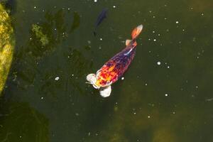 groot oranje en zwart koi vis breken oppervlakte van vijver foto