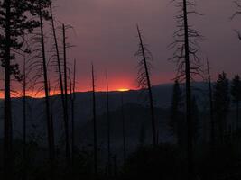 rokerig zonsondergang met verbrand pijnboom bomen aftekenen in voorgrond foto