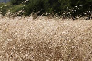 wild gouden gras in veld- met groen boom achtergrond foto