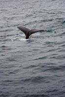 staartvinnen van gebochelde walvis bovenstaand water Monterey Californië foto