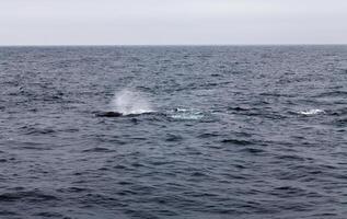 gebochelde walvis spuiten in Monterey baai Californië foto