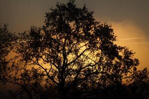 silhouet van boom zon stijgende lijn in mistig lucht foto