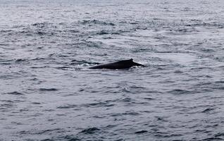 gebochelde walvis zwemmen in Monterey baai Californië foto