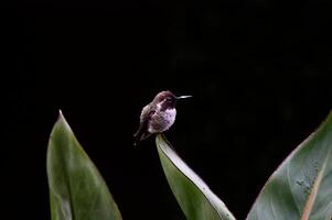 klein welgedaan kolibrie zittend Aan groen blad foto