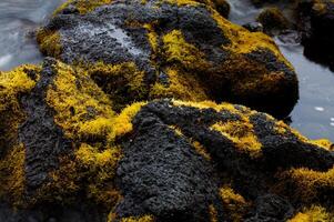geel vegetatie groeit Aan zwart vulkanisch rots Hawaii foto