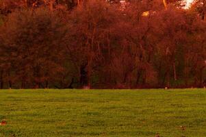 muur van kaal winter bomen verder groen gazon foto