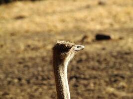 jong struisvogel detailopname van hoofd en nek foto