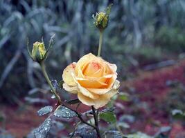 geel roos in tuin met regen druppels foto