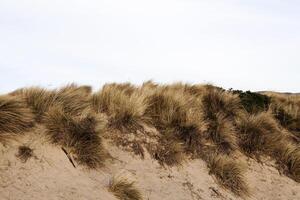 zand duin met geel gras en bewolkt lucht foto