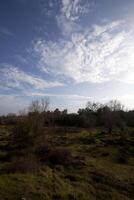 verticaal landschap park land- met gras bomen lucht en wolken foto