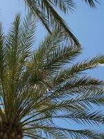 op zoek omhoog Bij groen palm boom bladeren tegen blauw lucht foto