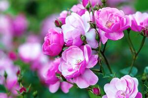 rosa angela Angelica floribunda roos door kordes met tot een kom gevormd, roze-roze bloemen foto