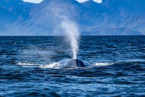 blauw walvis in Loreto baai baja Californië sur foto