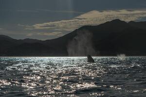 spion hoppen Bij zonsondergang grijs walvis in san ignacio lagune puerto chale maargueriet eiland baja Californië sur Mexico foto